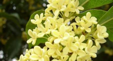 金蛇狂午升平岁,桂花香来是佳人是什么生肖详细解答、实时解答解释落实